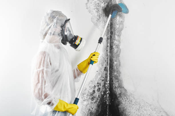 Best Attic Mold Removal  in New Berlin, IL