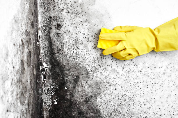 Best Asbestos and Lead Testing During Mold Inspection  in New Berlin, IL